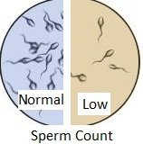Sperm count terminology