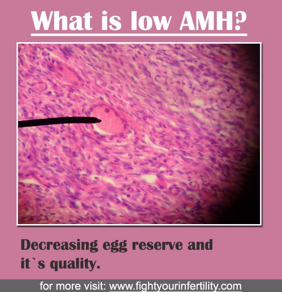... get pregnant with low amh levels, what happens when amh is low, amh