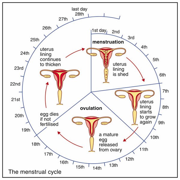 Get Pregnant During Menstrual Cycle 40